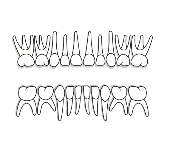 Primary Teeth