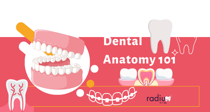 Dental Anatomy 101