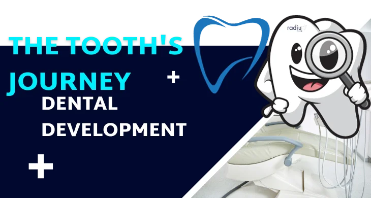 The Tooth's Journey