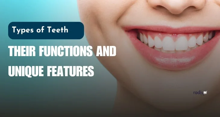 Types of Teeth: Their Functions and Unique Features