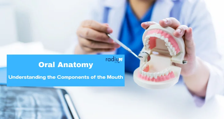 Oral Anatomy: Understanding the Components of the Mouth